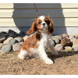 Кавалер кинг Чарльз спаниель девочка