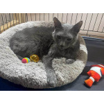 Гера ищет дом: доверчивое сердце, которое верит в людей вопреки всему