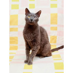 Гера ищет дом: доверчивое сердце, которое верит в людей вопреки всему