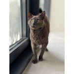 Гера ищет дом: доверчивое сердце, которое верит в людей вопреки всему