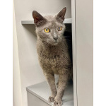 Гера ищет дом: доверчивое сердце, которое верит в людей вопреки всему