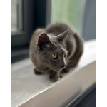 Гера ищет дом: доверчивое сердце, которое верит в людей вопреки всему