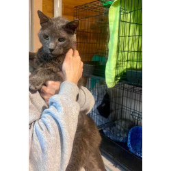 Гера ищет дом: доверчивое сердце, которое верит в людей вопреки всему