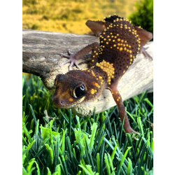 Австралийский толстохвостый геккон