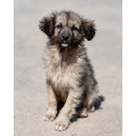 Щеночки ищут дом.