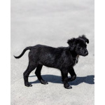 Щеночки ищут дом.