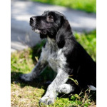 Щеночки ищут дом.