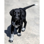 Щеночки ищут дом.