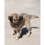 Щеночки ищут дом.