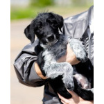 Щеночки ищут дом.