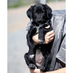 Щеночки ищут дом.