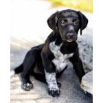 Щеночки ищут дом.