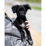 Щеночки ищут дом.