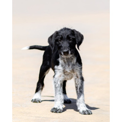 Щеночки ищут дом.