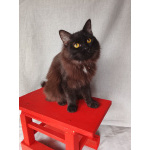 Дотти ищет дом.