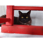 Дотти ищет дом.