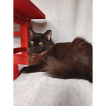 Дотти ищет дом.