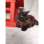 Дотти ищет дом.