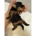 Щенята йоркширского триера