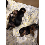 Щенята йоркширского триера