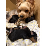 Щенята йоркширского триера
