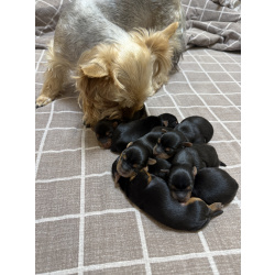 Щенята йоркширского триера