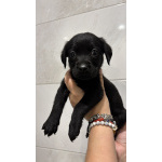 Щенки лабрадора