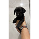 Щенки лабрадора