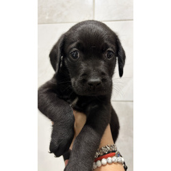 Щенки лабрадора