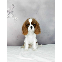 Девочка кавалер кинг чарльз спаниель