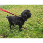 Ищет дом английский кокер-спаниель Даня.