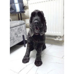 Ищет дом английский кокер-спаниель Даня.