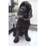 Ищет дом английский кокер-спаниель Даня.