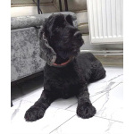 Ищет дом английский кокер-спаниель Даня.