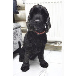 Ищет дом английский кокер-спаниель Даня.