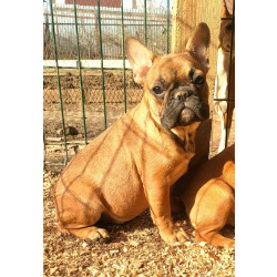 Щенки французкого бульдога