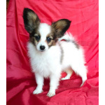 Щенки папийона