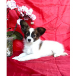 Щенки папийона