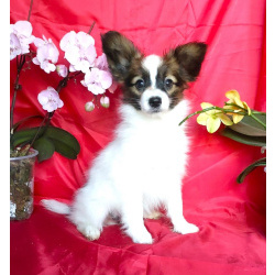 Щенки папийона