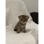 Продаю шотландских вислоухих и прямоухих котят