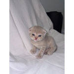 Продаю шотландских вислоухих и прямоухих котят