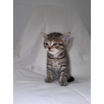 Продаю шотландских вислоухих и прямоухих котят