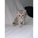 Продаю шотландских вислоухих и прямоухих котят