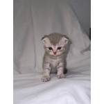 Продаю шотландских вислоухих и прямоухих котят