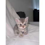 Продаю шотландских вислоухих и прямоухих котят