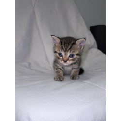 Продаю шотландских вислоухих и прямоухих котят