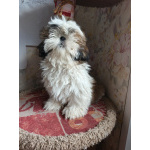 Щенки ши-тцу с документами РКФ