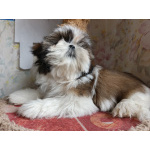 Щенки ши-тцу с документами РКФ