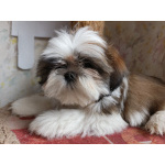 Щенки ши-тцу с документами РКФ