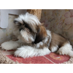 Щенки ши-тцу с документами РКФ